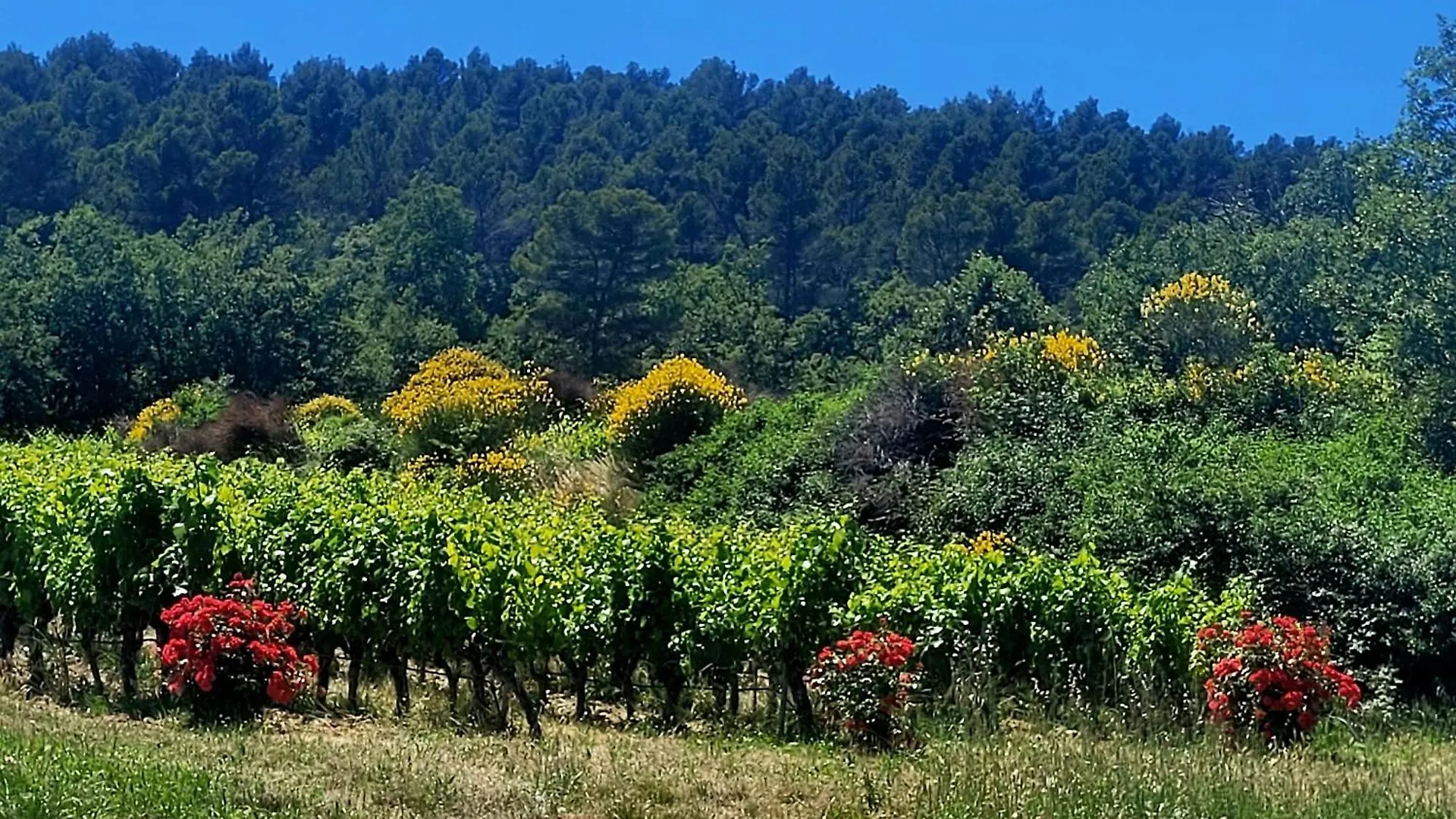 Hébergement de vacances Jolie maison en plein cœur du Lubéron Roussillon en Isere France
